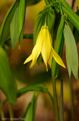 Uvulaire grande-fleur / Large-flowered Bellwort