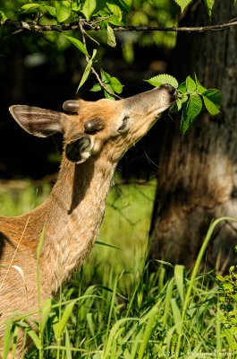 Cerf de Virginie / White-tailed Deer