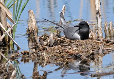 Guifette noire au nid / Black Tern nesting