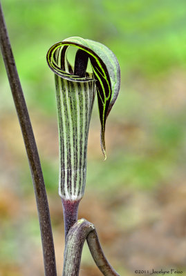 Arisme petit-prcheur / Jack-in-the-Pulpit