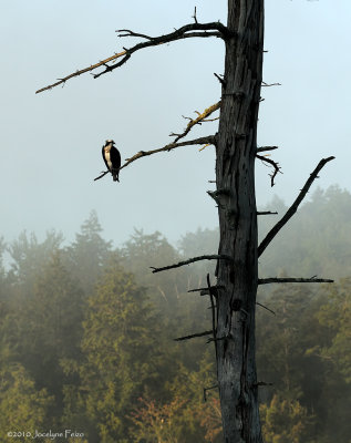 Balbuzard pcheur dans la brume matinale / Osprey in the Misty Morning