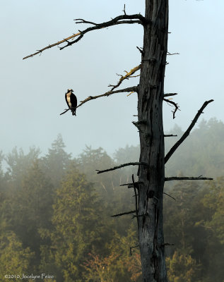 Balbuzard pêcheur dans la brume matinale / Osprey in the Misty Morning