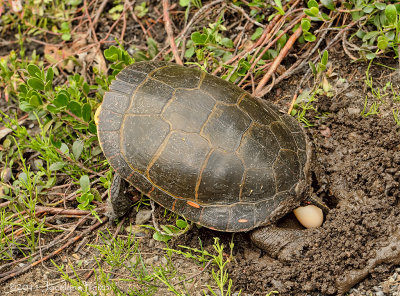Tortue peinte pondant ses oeufs / Midland Painted Turtle laying its eggs