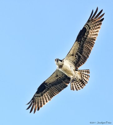 Balbuzard pcheur / Osprey