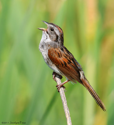 Bruant des marais / Swamp Sparrow