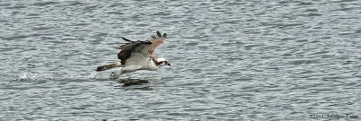Balbuzard pcheur lavant ses serres / Osprey washing its talons