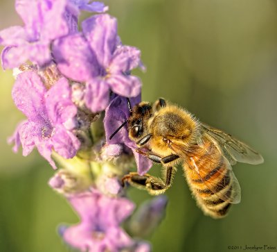 Abeille domestique sur lavande / Honey Bee on Lavender