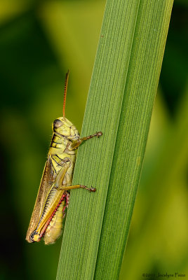 Mlanople biray / Two-striped Grasshopper