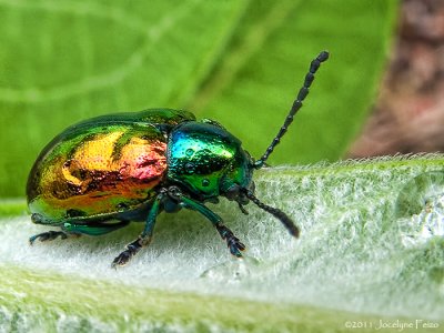 Chrysomle / Leaf beetle