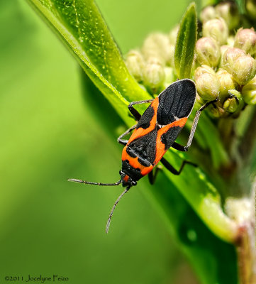 Petite punaise de l'asclpiade / Small Milkweed Bug