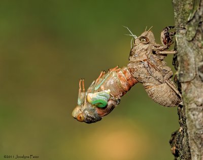 Naissance d'une cigale / Birth of a Cicada