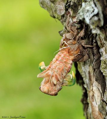 Naissance d'une cigale / Birth of a Cicada