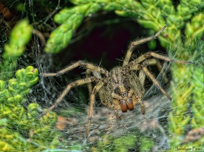 Araigne sp / Unidentified Spider