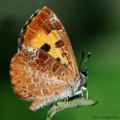 Papillon sp / Butterfly