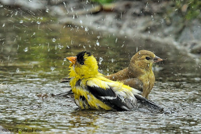Chardonnerets jaunes / American Goldfinches