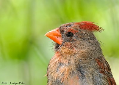 Cardinal rouge (juvnile) / Northern Cardinal (juvenile)