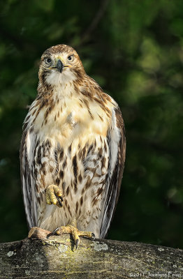 Buse  queue rousse juvnile (femelle) / Female Red-tailed Hawk (juvenile)
