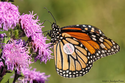 Monarque marqu dans le cadre du programme de suivi migratoire Monarch Watch