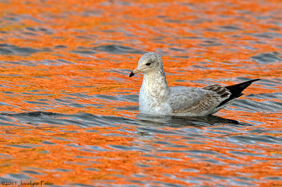 Goland  bec cercl / Ring-billed Gull