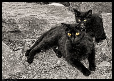 Chats errants (femelle et chaton) / Feral Cats (Female and Kitten)
