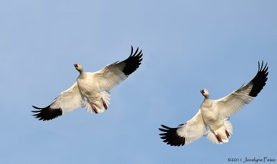 Oies des neiges / Snow Geese