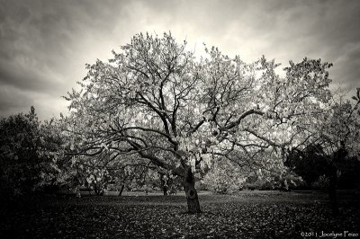 L'abricotier solitaire / The Solitary Apricot Tree