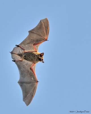 Grande chauve-souris brune / Big Brown Bat