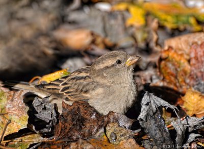 Moineau dautomne / Fall Sparrow