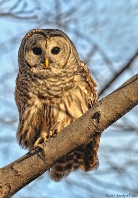 Chouette raye / Barred Owl