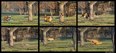 Chasse du renard / Fox Hunting