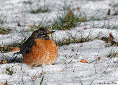 Merle d'Amrique  -20 oC / American Robin at -20