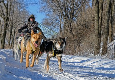 Chiens de traneau / Sled Dogs (Fte des neiges de Montral)