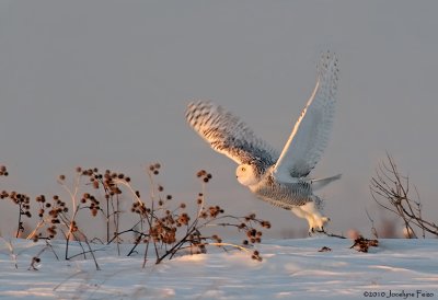 Harfang des neiges / Snowy Owl