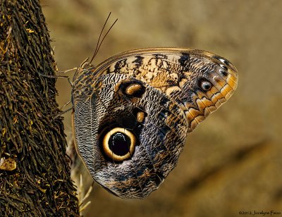 Papillon chouette / Owl Butterfly / Caligo eurilochus