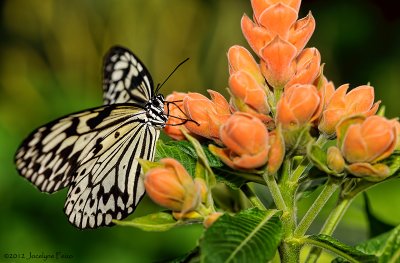 Leucon / Rice paper / Idea leucone