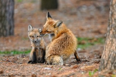 Renard et renardeau / Female Red Fox and Kit