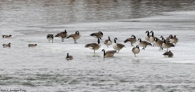 Bernaches du Canada et canards d'Amrique / Canada Geese and American Wigeons
