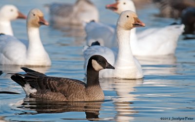 Bernaches de Hutchins / Cackling Goose
