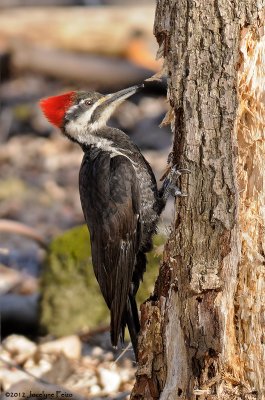 Grand pic (femelle) / Pileated Woodpecker (female)