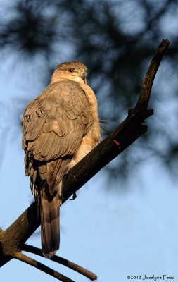 pervier de Cooper (femelle) / Cooper's Hawk (female)