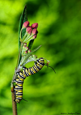 Chenille de monarque / Monarch Butterfly's Caterpillar