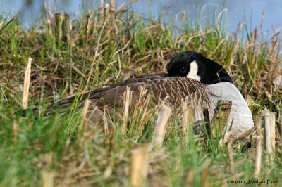 Bernaches du Canada sur son nid / Canada Geese nesting
