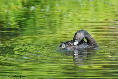 La toilette du Grbe  bec bigarr / The Pied-billed Grebe's Grooming