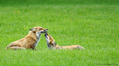 Couple de renards roux / Pair of Red Foxes
