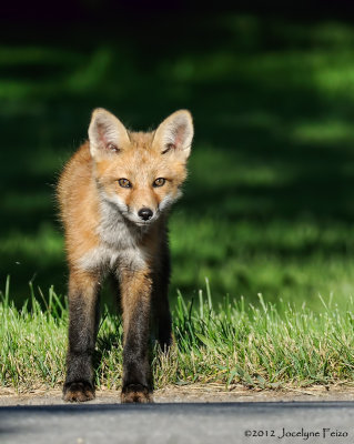 Jeune renard roux / Young Red Fox