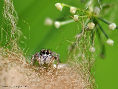 Araigne sauteuse sur son cocon / Jumping Spider on its Cocoon
