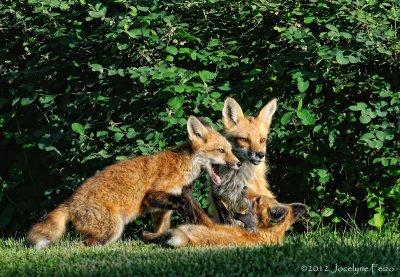 Renarde et ses renardeaux / Female Red Fox with its kits