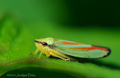 Cicadelle multicolore / Candy-striped leafhopper
