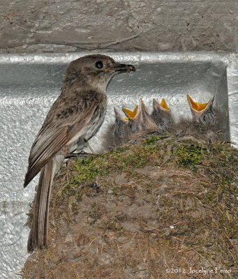 Moucherolle phbi nourissant ses oisillons / Eastern Phoebe feeding its chicks