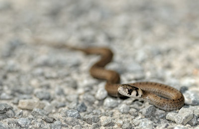 Couleuvre brune (bb) / Northern Brownsnake (baby)